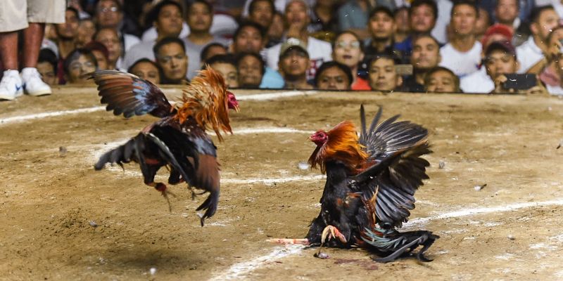 Hướng dẫn chơi đá gà HitClub chi tiết